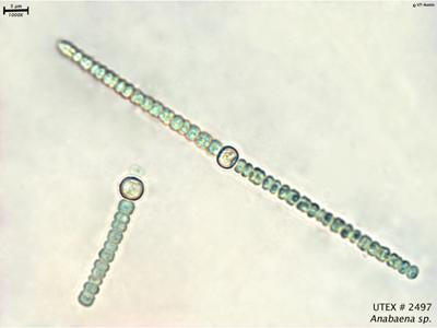 <strong>UTEX LB 2497</strong> <br><i>Anabaena sp.</i>