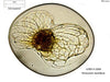 UTEX LB 2504 Pyrocystis noctiluca | UTEX Culture Collection of Algae