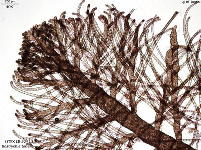 UTEX LB 2513 Bostrychia tenella | UTEX Culture Collection of Algae