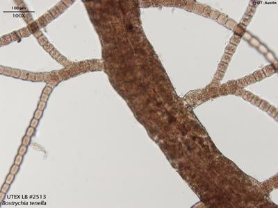 UTEX LB 2513 Bostrychia tenella | UTEX Culture Collection of Algae