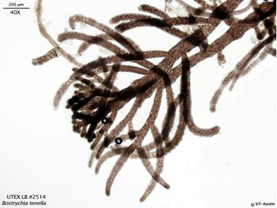 UTEX LB 2514 Bostrychia tenella | UTEX Culture Collection of Algae