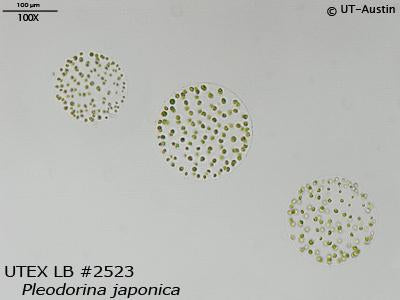 UTEX LB 2523 Pleodorina japonica | UTEX Culture Collection of Algae