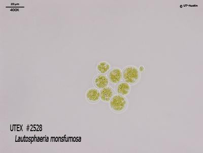 UTEX 2528 Lautosphaeria monsfumosa | UTEX Culture Collection of Algae