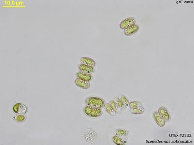 UTEX 2532 Scenedesmus subspicatus | UTEX Culture Collection of Algae