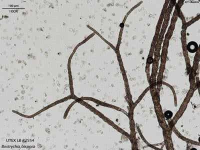 UTEX LB 2554 Bostrychia bispora | UTEX Culture Collection of Algae