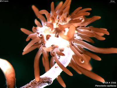 UTEX LB 2566 Pterocladia capillacea | UTEX Culture