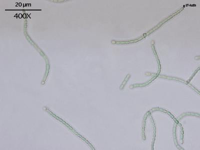 UTEX 2576 Anabaena sp. | UTEX Culture Collection of Algae
