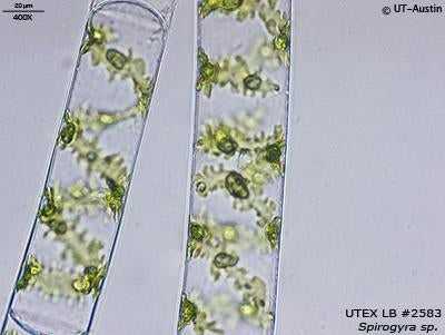 UTEX LB 2583 Spirogyra sp. | UTEX Culture Collection of Algae