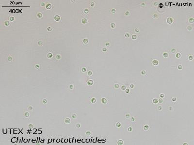 UTEX 25 Chlorella protothecoides | UTEX Culture Collection of Algae