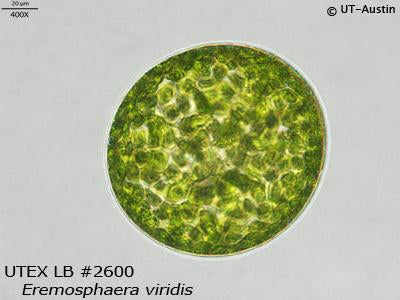 UTEX LB 2600 Eremosphaera viridis | UTEX Culture Collection of Algae