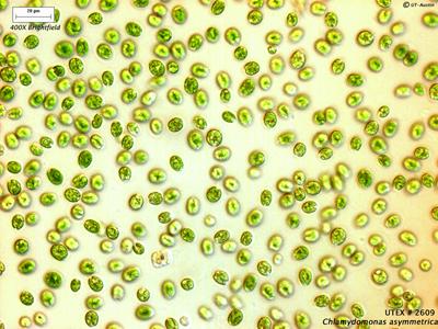 UTEX LB 2609 Chlamydomonas asymmetrica | UTEX Culture Collection of Algae