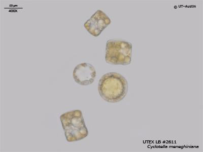 UTEX LB 2611 Cyclotella meneghiniana | UTEX Culture Collection of Algae
