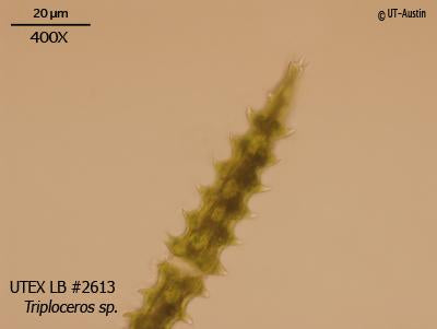 UTEX LB 2613 Triploceros sp. | UTEX Culture Collection of Algae