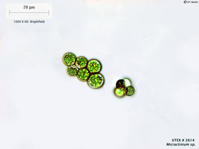 UTEX LB 2614 Micractinium sp. | UTEX Culture Collection of Algae