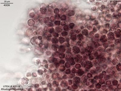 UTEX LB 2616 Rhodospora sordida | UTEX Culture Collection of Algae