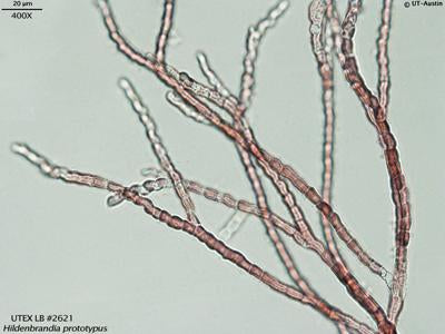 UTEX LB 2621 Hildenbrandia prototypus | UTEX Culture
