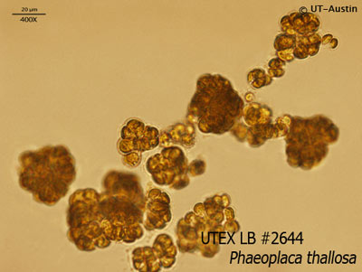 UTEX LB 2644 Phaeoplaca thallosa | UTEX Culture Collection of Algae