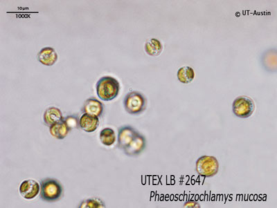 UTEX LB 2647 Phaeoschizochlamys mucosa | UTEX Culture