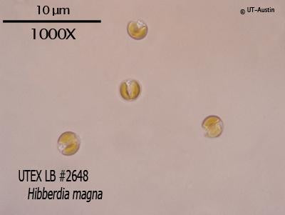 UTEX LB 2648 Hibberdia magna | UTEX Culture Collection of Algae