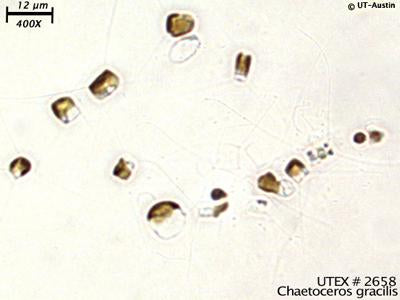 UTEX LB 2658 Chaetoceros gracilis | UTEX Culture Collection of Algae