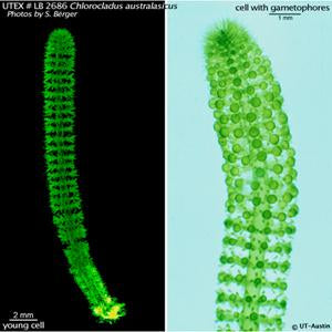 UTEX LB 2686 Chlorocladus australasicus | UTEX Culture Collection of Algae