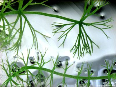 UTEX LB 2687 Batophora oerstedi | UTEX Culture Collection of Algae