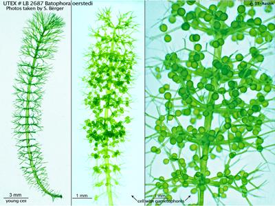 UTEX LB 2687 Batophora oerstedi | UTEX Culture Collection of Algae