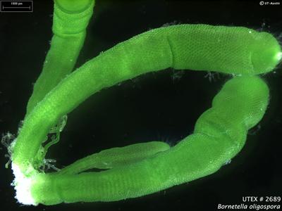 UTEX LB 2689 Bornetella oligospora | UTEX Culture Collection of Algae