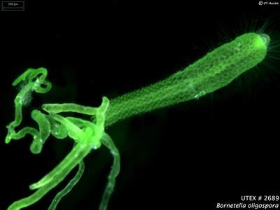 UTEX LB 2689 Bornetella oligospora | UTEX Culture Collection of Algae