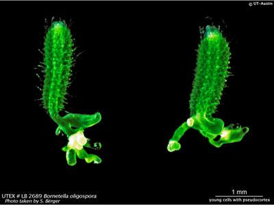 UTEX LB 2689 Bornetella oligospora | UTEX Culture Collection of Algae