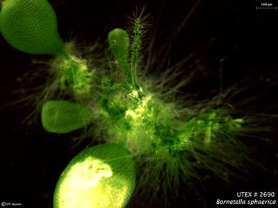 UTEX LB 2690 Bornetella sphaerica | UTEX Culture Collection of Algae