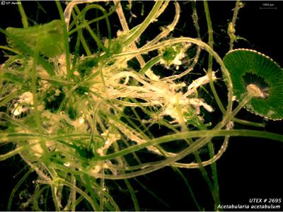 UTEX LB 2695 Acetabularia acetabulum | UTEX Culture Collection of Algae