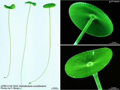 UTEX LB 2695 Acetabularia acetabulum | UTEX Culture Collection of Algae