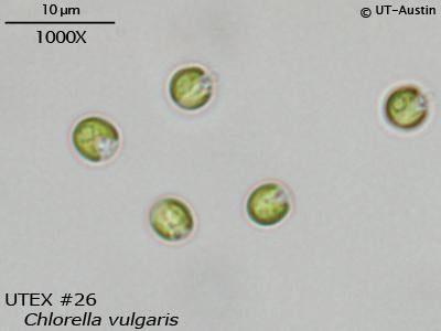 UTEX 26 Chlorella vulgaris | UTEX Culture Collection of Algae