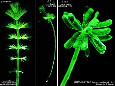 UTEX LB 2702 Acetabularia caliculus | UTEX Culture Collection of Algae