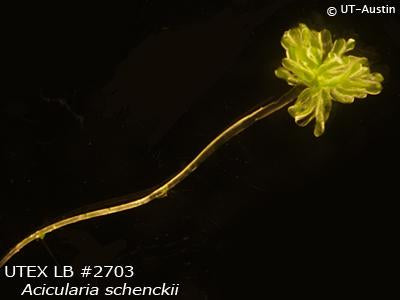 UTEX LB 2703 Acicularia schenckii | UTEX Culture Collection of Algae