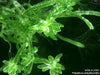 UTEX LB 2707 Polyphysa polyphysoides | UTEX Culture Collection of Algae