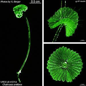 UTEX LB 2711 Chalmasia antillana | UTEX Culture Collection of Algae