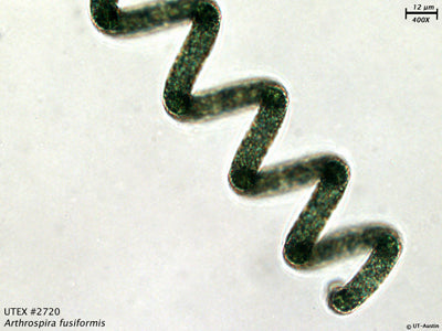 UTEX LB 2720 Arthrospira fusiformis | UTEX Culture Collection of Algae