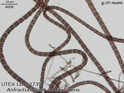 UTEX LB 2739 Anfractutofilum umbracolens | UTEX Culture Collection of Algae