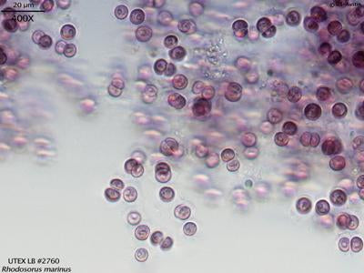 UTEX LB 2760 Rhodosorus marinus | UTEX Culture Collection of Algae