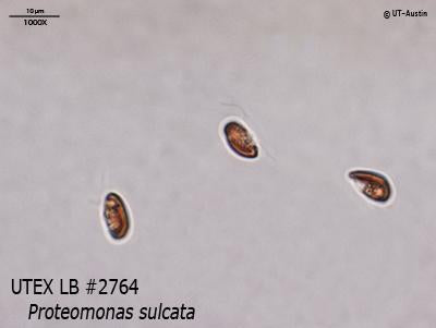 UTEX LB 2764 Proteomonas sulcata | UTEX Culture Collection of Algae