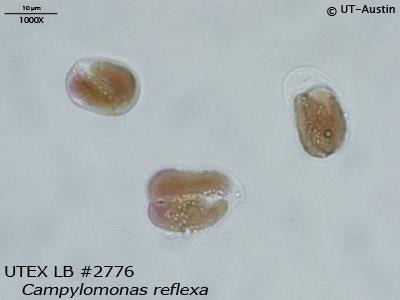 UTEX LB 2776 Campylomonas reflexa | UTEX Culture Collection of Algae
