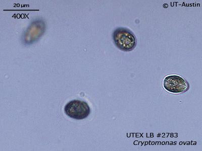 UTEX LB 2783 Cryptomonas ovata | UTEX Culture Collection of Algae