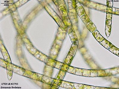 UTEX LB 2793 Entransia fimbriata | UTEX Culture Collection of Algae