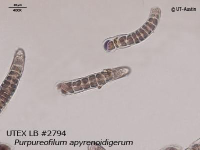 UTEX LB 2794 Purpureofilum apyrenoidigerum | UTEX Culture Collection of Algae