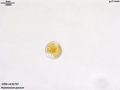 UTEX LB 2797 Prymnesium parvum (TX) | UTEX Culture Collection of Algae
