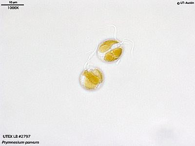 UTEX LB 2797 Prymnesium parvum (TX) | UTEX Culture Collection of Algae