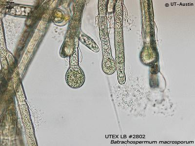UTEX LB 2802 Batrachospermum macrosporum | UTEX Culture Collection of Algae