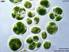UTEX LB 2824 Chlamydomonas nivalis | UTEX Culture Collection of Algae